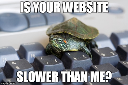 turtle-website.jpg
